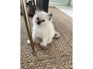 Ragdoll · Bollnäs · Marie Samuelsson
