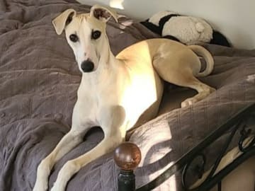 Whippet · Stånga · Undimoon