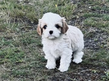 Cavalier king Charles spaniel/maltes · Kristinehamn · Anneli G.