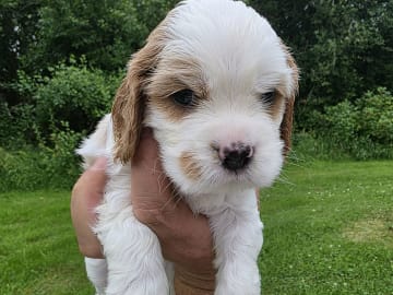Amerikansk cockerspaniel Kavaljer King Charles Spaniel · Lövstabruk · Irene M.