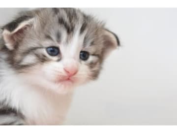 Norwegian Forest · Fjärås · S*Viento's