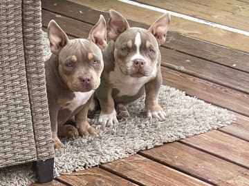 American Bully · Upplands väsby · Jeferson Mauricio C.