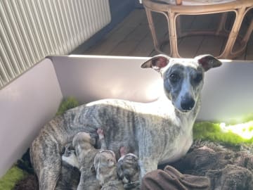 Whippet · Aarup · Sophy Lindberg