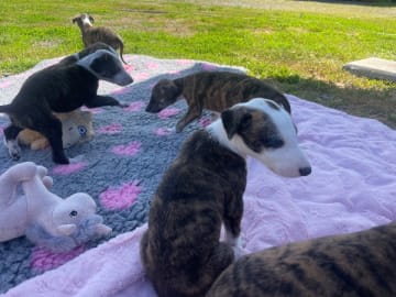Galgo espanol · Vallda · Zakeya's
