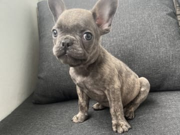 Fransk bulldogg · Norrköping · Emiras frallor