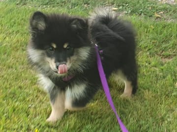 Finsk lapphund · Karlstad · Strix's