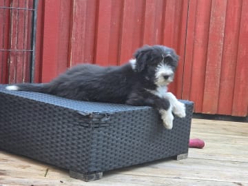 Bearded collie · ängelholm · Beardmarked's