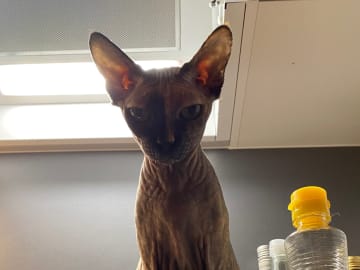 Sphynx · Solna · Kattis B.