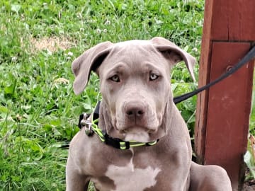 American bully · Torshälla · Privatperson