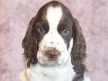 Engelsk springer spaniel · Spånga · Big Brazzel