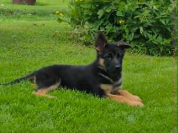 Tysk Schäferhund · Fjärdhundra · Essibos