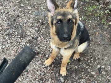 Schæferhund · Vittinge · Estridh S.