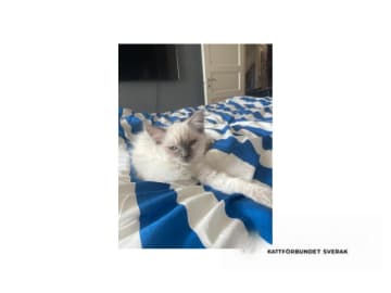Ragdoll · Saltsjö-Boo · SE*Whitediamondfamily