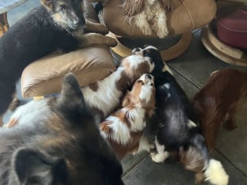 Tysk Schäferhund · Tønder · Roager's