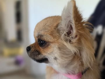 Chihuahua · Lilla edet · Ruscles