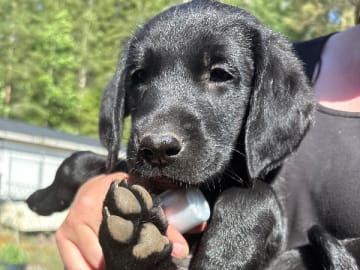 Labrador retriever · Prässebo · Birdkeepers