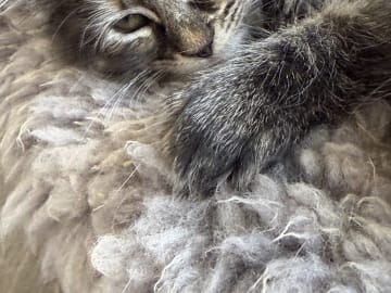 Blandras långhåriga main Coon Norskskogskatt  korthåriga bondkatt Norskskogskatt · Solna · Victoria A.