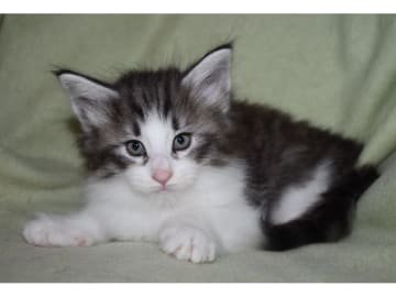 Norwegian Forest · Edsvalla · S*Pysida's