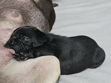 French Bulldog · Munka-ljungby · Skogslyckan