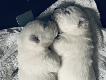 West Highland White Terrier · Perstorp · Charlotta W.