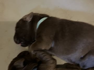 Labrador retriever · Mariestad · Värmdö kennel