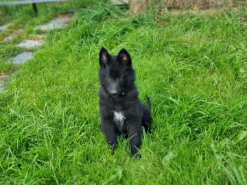 Belgian Shepherd Groenendael · Kløfta · Champs du Trêfle