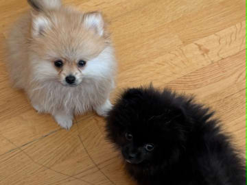PomchiPaws