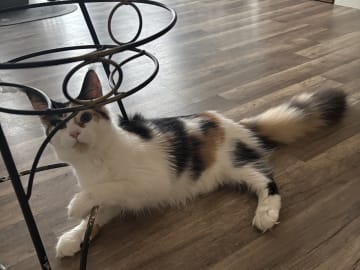 Wikslynx