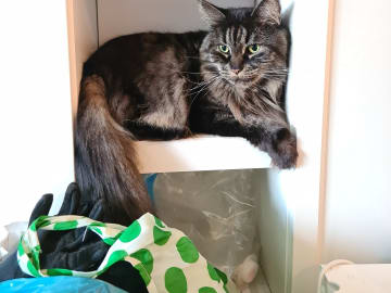Maine Coon · Vallentuna · Ulrika D.