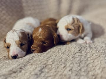 Cavapoo · Sala · Sallysshine