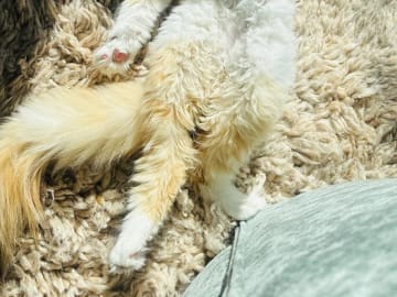 Maine Coon · Västra Frölunda · Jesper M.