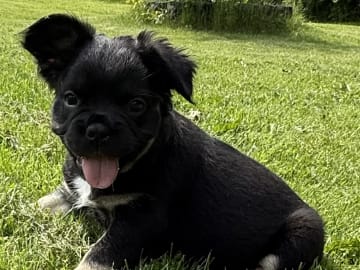 Fransk bulldogg · Knäred · Pontiacbulldogs