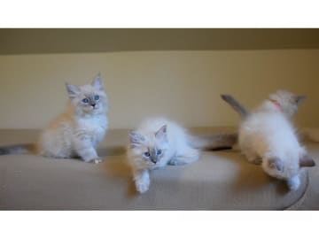 Sibirsk skogkatt