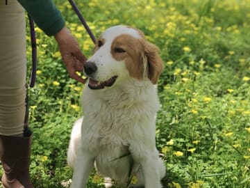 Maremmano abruzzese · Julita · Henrik E.