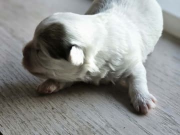 Coton de Tulear · Aalborg · Kystvejens Coton og Xolo