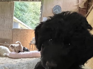 Aussiedoodle · Fredericia · Overgaards hvalpe
