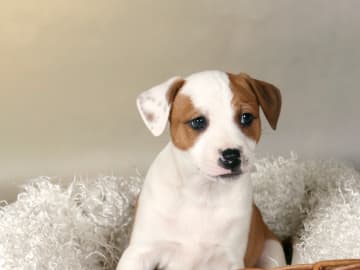 Dansk-svensk gårdshund/Staffordshire bullterrier · Lerdala · Kampavall