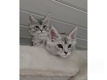 Maine Coon · Glanshammar · SE*Trollius New Moon