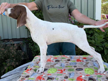 Pointer · Fjugesta · Woodwelike