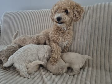 Maltipoo · Hässleholm · Daniela K.