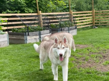 Siberian Husky · Rimbo · Christian B.