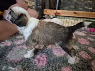 Chinese crested dog · Aneby · Sagolis