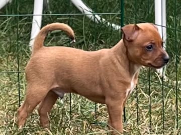 American hairless terrier · Älvsjö · Kennel Atrichos