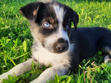 Alaska husky · Trångsviken · Markus E.