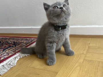 Brittiskt korthår · Beder-Malling · Serine BlueCats