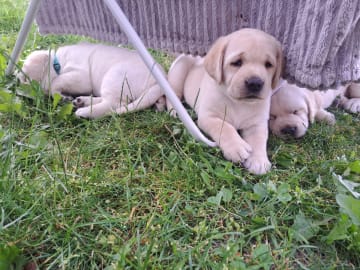 Labrador retriever · Laholm · Alexandra Wulff