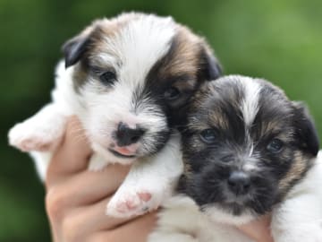 Jack Russell terrier · Vaxholm · My Workingdogs