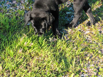 Labrador retriever · Köping · Mitzys retrivers