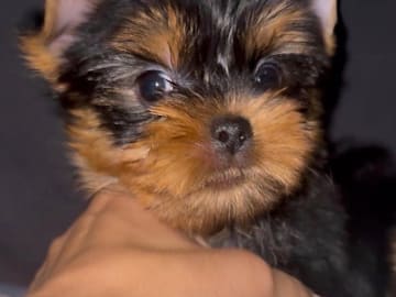 Yorkshire terrier · Oslo · Anna Victoria Borge