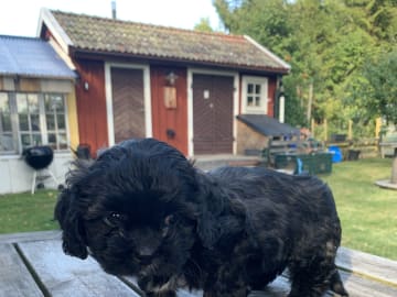 Shipoo/Pekingese · Larv · Yvonne H.